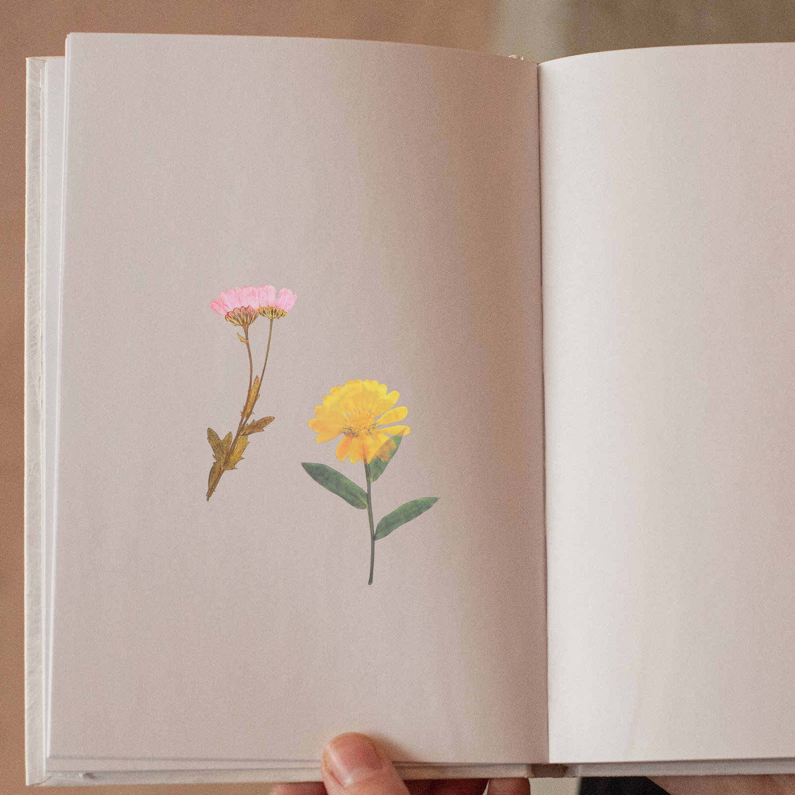 6 Packs Dried Flower Stickers  - Art Craft Journals บทวิจารณ์และราคา